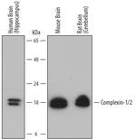 CPLX1/2 Antibody in Western Blot (WB)