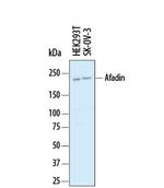 Afadin Polyclonal Antibody
