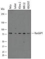 RANGAP1 Polyclonal Antibody