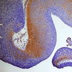 SECTM1 Polyclonal Antibody