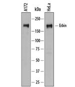 Erbin Polyclonal Antibody