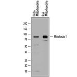 MFN1 Polyclonal Antibody