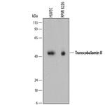 TCN2 Polyclonal Antibody