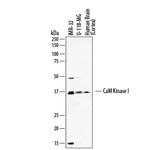CaMKI Polyclonal Antibody