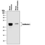 Kallikrein 1 Polyclonal Antibody