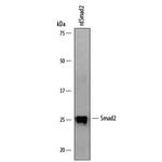 SMAD2 Antibody in Western Blot (WB)