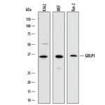 GULP1 Polyclonal Antibody