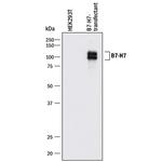 HHLA2 Polyclonal Antibody