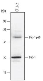 BAG1 Polyclonal Antibody