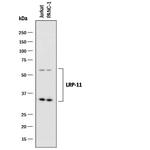 LRP11 Polyclonal Antibody