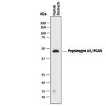 PGA5 Polyclonal Antibody