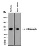 A1BG Polyclonal Antibody