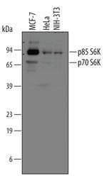 p70 S6 Kinase Polyclonal Antibody