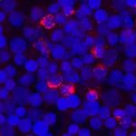 FGFBP2 Polyclonal Antibody