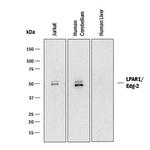 EDG2 Polyclonal Antibody