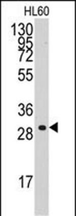 Cyclin C Polyclonal Antibody