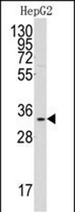 C1QBP Polyclonal Antibody