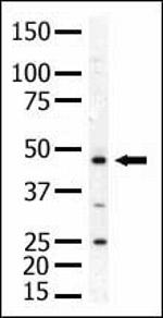 PIP4K2A Antibody in Western Blot (WB)
