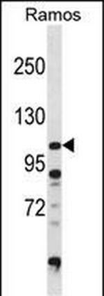 DGKZ Antibody in Western Blot (WB)