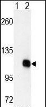 DGKZ Antibody in Western Blot (WB)
