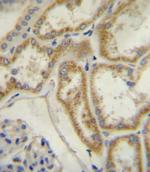NPR3 Antibody in Immunohistochemistry (Paraffin) (IHC (P))