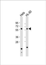 NPR3 Antibody in Western Blot (WB)
