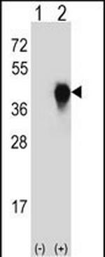 uPAR Antibody in Western Blot (WB)