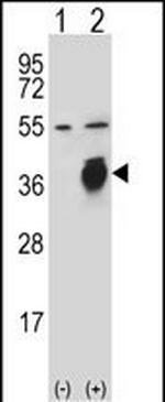 uPAR Antibody in Western Blot (WB)