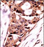 PPP3CB Antibody in Immunohistochemistry (Paraffin) (IHC (P))
