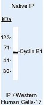 Cyclin B1 Antibody in Immunoprecipitation (IP)
