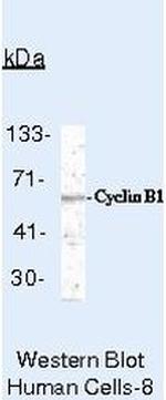 Cyclin B1 Antibody in Western Blot (WB)