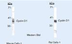 Cyclin D1 Antibody in Western Blot (WB)