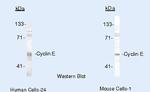 Cyclin E Antibody in Western Blot (WB)
