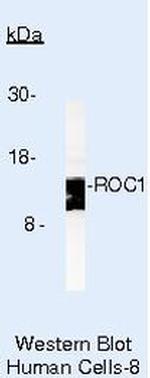 ROC1 Antibody in Western Blot (WB)