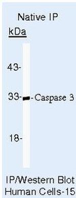 Caspase 3 Antibody in Immunoprecipitation (IP)