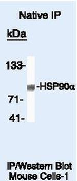 HSP90 alpha Antibody in Immunoprecipitation (IP)