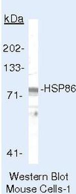 HSP90 alpha Antibody in Western Blot (WB)