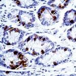 Gastrin Antibody in Immunohistochemistry (Paraffin) (IHC (P))