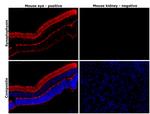 Synaptophysin Antibody in Immunohistochemistry (Paraffin) (IHC (P))