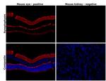 Synaptophysin Antibody in Immunohistochemistry (Paraffin) (IHC (P))