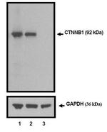 beta Catenin Antibody