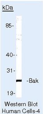 BAK Antibody in Western Blot (WB)