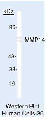MMP14 Antibody in Western Blot (WB)