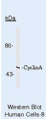 Cyclin A Antibody in Western Blot (WB)