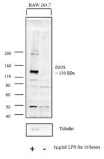 iNOS Antibody