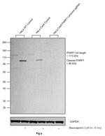 PARP1 Antibody in Western Blot (WB)
