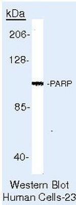 PARP1 Antibody in Western Blot (WB)