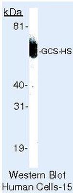GCLC Antibody in Western Blot (WB)