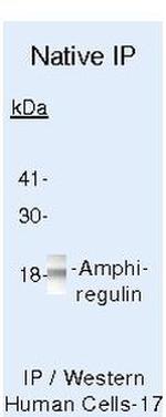 Amphiregulin Antibody in Immunoprecipitation (IP)