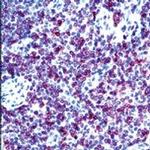 CD3e Antibody in Immunohistochemistry (Paraffin) (IHC (P))